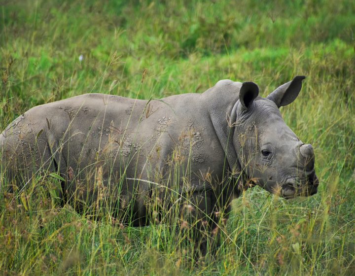 Kenya Safaris