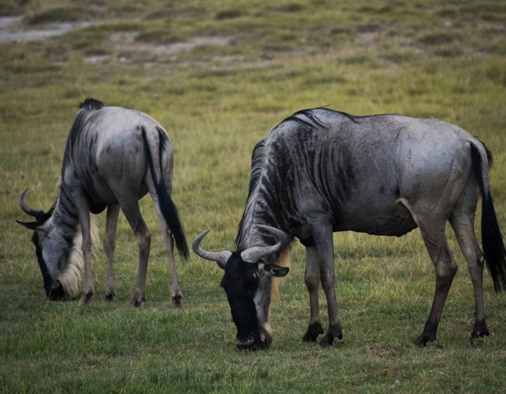 Tanzania Safaris